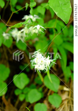 春に咲く白いイカリ草の花　【相模原市津久井　4月】 107437627