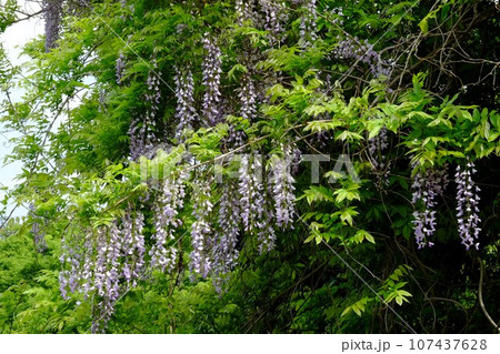 野フジの花　【相模原市津久井　4月】 107437628