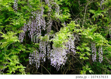 新緑に映える野フジ 【相模原市津久井 4月】 新緑に映える野フジ 【相模原市津久井 4月】 107437633