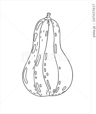 Pumpkin hand drawn outline doodle vector illustration vegetable for seasonal autumn holidays celebration design, healthy vegetarian diet, Thanksgiving, Halloween clipart 107437817