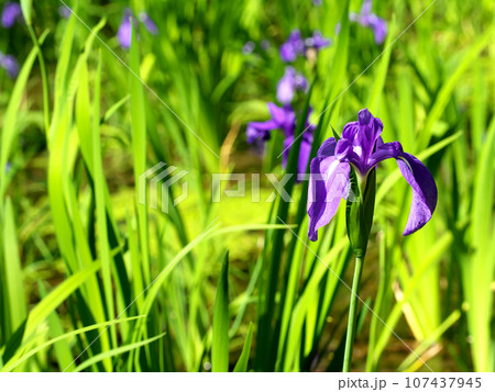 美しい杜若の花 107437945