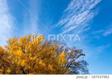 鮮やかに黄葉したイチョウと秋晴れの空 107437962