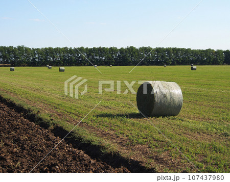 Summer landscape with mown hay packed in rolls. Rural landscape, beautiful place, concept of agrotourism. Summer landscape with mown hay packed in rolls. Rural landscape, beautiful place, concept of agrotourism. 107437980