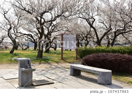 水戸市 偕楽園公園散策路と満開梅の花 水戸市 偕楽園公園散策路と満開梅の花 107437983