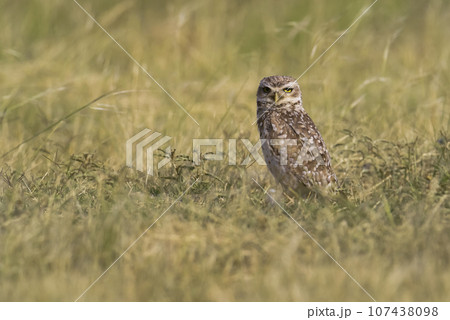 Burrowing Owl , Athene cunicularia, looking at the camera, La pampa Province, Patagonia, Argentina 107438098