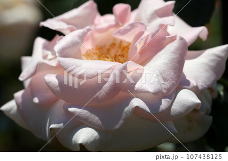 鮮やかなピンク色のバラ花アップ（マイガーデン・2008フランス・マクロレンズ使用・自然光写真） 107438125