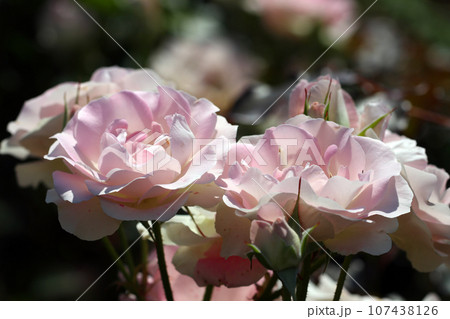 ピンクと白色バラ「ラブ・ユー」の花群(1996年・日作出・マクロレンズ使用・自然光・接写写真) ピンクと白色バラ「ラブ・ユー」の花群(1996年・日作出・マクロレンズ使用・自然光・接写写真) 107438126