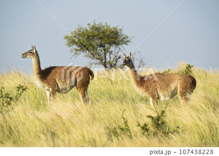 Guanacos in grassland environment, Parque Luro Nature reserve, La Pampa province, Argentina. Guanacos in grassland environment, Parque Luro Nature reserve, La Pampa province, Argentina. 107438228