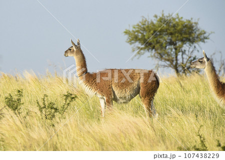Guanacos in grassland environment, Parque Luro Nature reserve, La Pampa province, Argentina. Guanacos in grassland environment, Parque Luro Nature reserve, La Pampa province, Argentina. 107438229