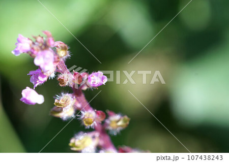 赤シソの花　小さい　10月上旬 107438243