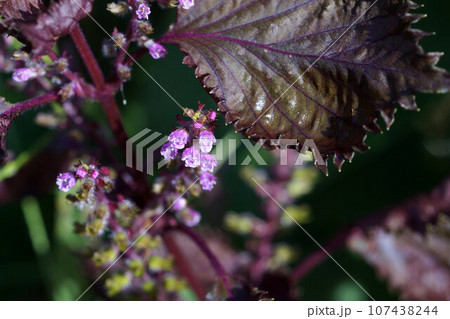 赤シソの花 小さい 10月上旬 赤シソの花 小さい 10月上旬 107438244