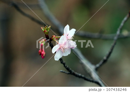日本の雑木林を背景にソメイヨシノ桜の花一輪とつぼみ(マクロレンズ使用・自然光・接写写真) 日本の雑木林を背景にソメイヨシノ桜の花一輪とつぼみ(マクロレンズ使用・自然光・接写写真) 107438246