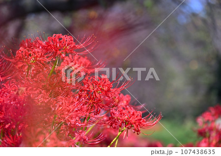 元荒川沿いの遊歩道に自生する曼珠沙華　彼岸花　埼玉県　元荒川 107438635
