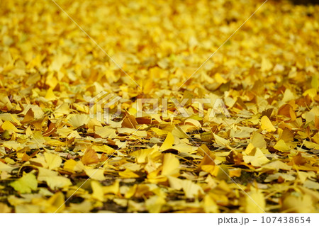 イチョウの落ち葉 イチョウの落ち葉 107438654