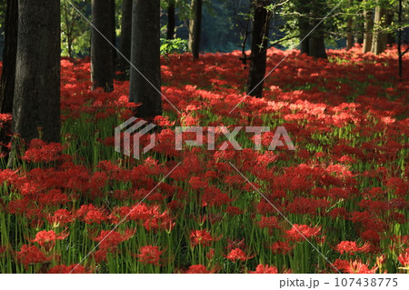 巾着田曼珠沙華公園【埼玉県日高市】 巾着田曼珠沙華公園【埼玉県日高市】 107438775