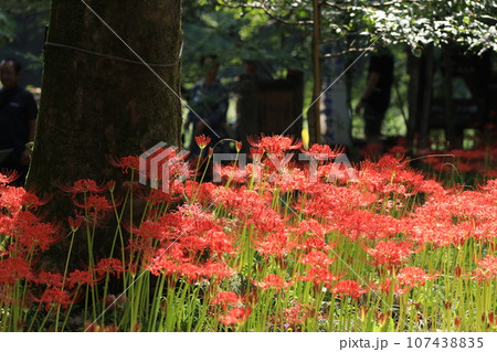 巾着田曼珠沙華公園【埼玉県日高市】 巾着田曼珠沙華公園【埼玉県日高市】 107438835