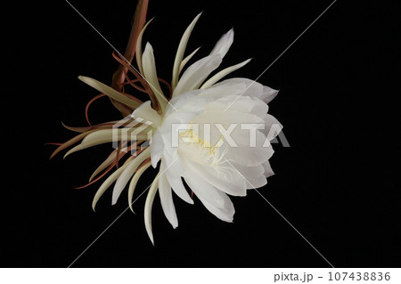 黒背景の月下美人 107438836