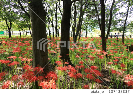 巾着田曼珠沙華公園【埼玉県日高市】 巾着田曼珠沙華公園【埼玉県日高市】 107438837
