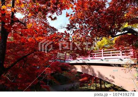 紅葉に彩られる橋　弥彦公園 107439278