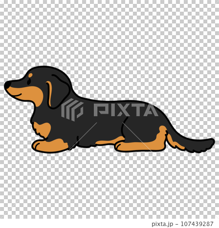 Illustration of a chocolate tan miniature dachshund lying prone with main lines 107439287