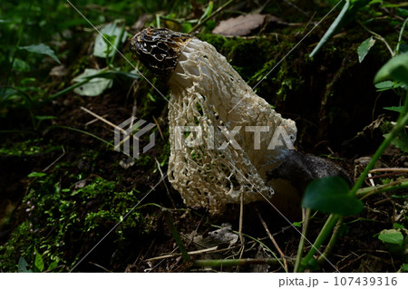 キヌガサタケ キヌガサタケ 107439316