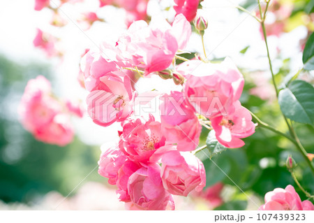 陽光でほんのり桃色の薔薇 107439323