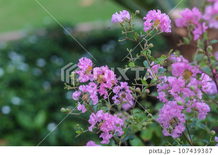 Purple Crape-myrtle flowers bloom in the garden on summer 107439387