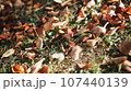 落ち葉の絨毯2 107440139