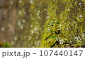 苔の上に生える一本の木 107440147