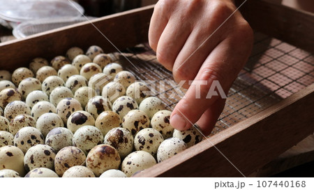 The poultry farmer lays quail eggs with spotted shells in the correct position in an incubation tray, selecting and placing incubation material into home equipment for hatching chicks 107440168