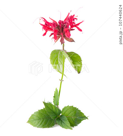 Bergamot flower with green leaves isolated on a white background. Monarda didyma flower. Oswego tea, scarlet beebalm. Bergamot flower with green leaves isolated on a white background. Monarda didyma flower. Oswego tea, scarlet beebalm. 107440624