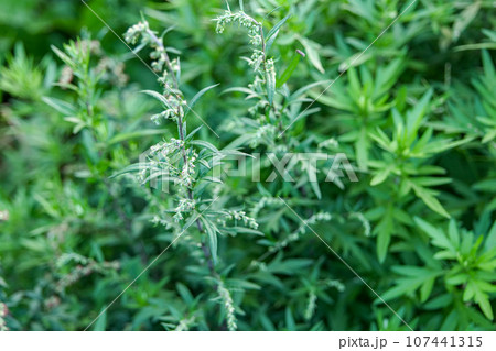 小岩井農場のヨモギの花　虫除けや草もちの材料　花粉症の人はつらい草 107441315