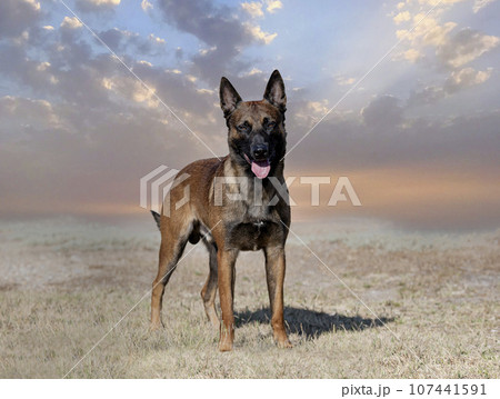 belgian shepherd in nature belgian shepherd in nature 107441591