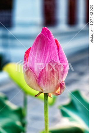 A pink lotus in bud. It hasnt bloomed yet, and the petals are light pink with darker streaks. The image was captured during the day using natural light. A pink lotus in bud. It hasnt bloomed yet, and the petals are light pink with darker streaks. The image was captured during the day using natural light. 107442029