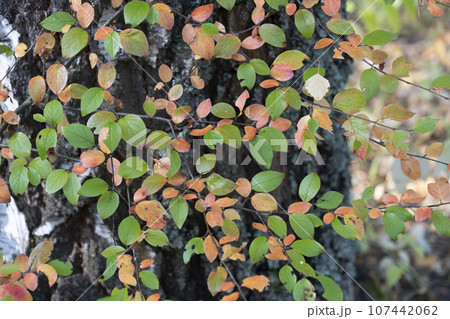 Autumn in the forest, yellow and red leaves as background. 107442062