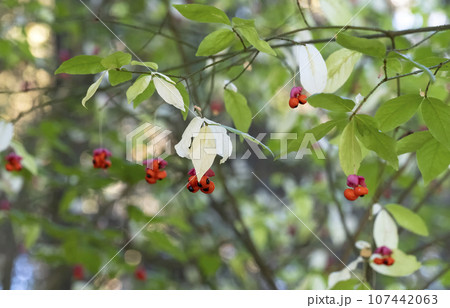 Autumn garden, blooming bush of Euonymus verrucosus. (Euonymus verrucosa). 107442063