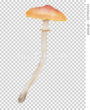 Watercolor hand drawn illustration of poisonous mushroom. Galerina marginata, toadstool clip art for cards, fairy tales, book, magic prints, eco natural herbal medicine, cosmetics, homeopatic remedies 107442161