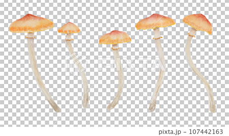 Watercolor hand drawn illustration of poisonous mushroom. Galerina marginata, toadstool clip art for cards, fairy tales, book, magic prints, eco natural herbal medicine, cosmetics, homeopatic remedies 107442163