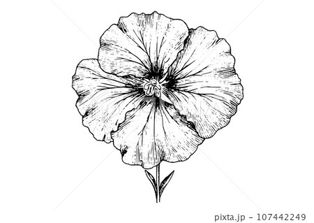 Hibiscus flower hand drawn ink sketch. Engraved style vector illustration. Hibiscus flower hand drawn ink sketch. Engraved style vector illustration. 107442249