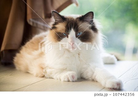 Beautiful young white purebred Ragdoll cat with blue eyes. 107442356