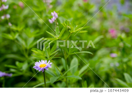 wild daisys along the meadow path of the Castle Crest Wildflower Trail in Crater Lake National Park.  107443409