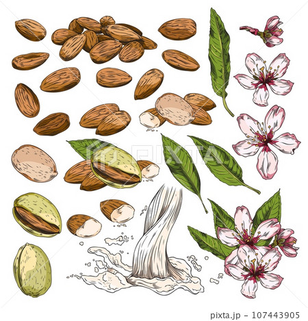 Set of hand drawn colorful almond nuts, leaves and flowers sketch style 107443905