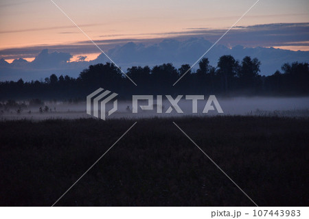 Foggy landscape late at night in a summer field. The forest is in a haze after the rain. Night forest and field. 107443983