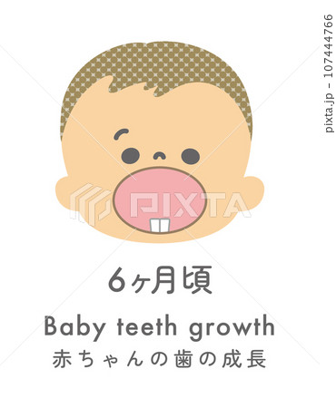 イラスト素材：赤ちゃんの歯の成長 6ヶ月ごろ 107444766