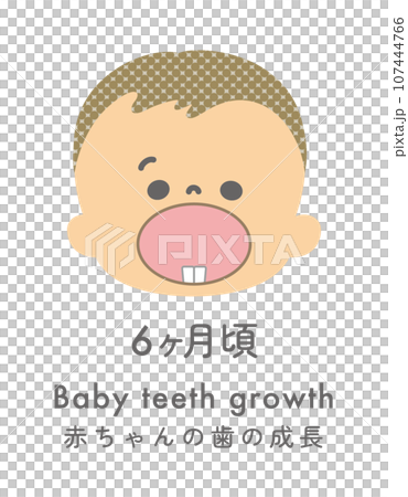 イラスト素材：赤ちゃんの歯の成長 6ヶ月ごろ 107444766
