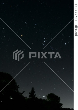 北杜市長坂町、南東の空、樹上のシリウスとオリオン座 107444854