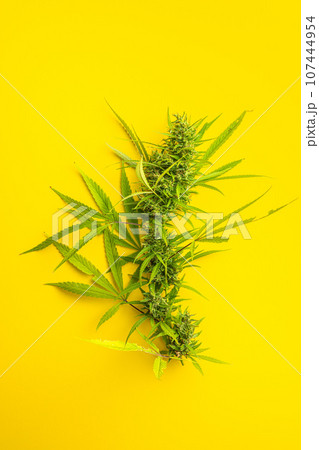 Marijuana buds. Cannabis plant on yellow background. Top view. Marijuana buds. Cannabis plant on yellow background. Top view. 107444954