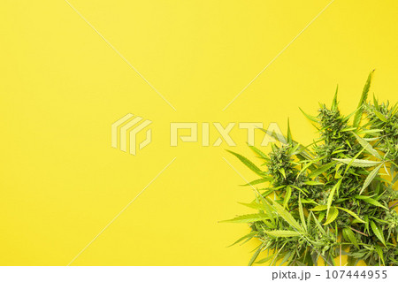 Marijuana buds. Cannabis plant on yellow background. Top view. Marijuana buds. Cannabis plant on yellow background. Top view. 107444955