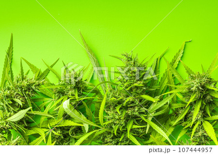 Marijuana buds. Cannabis plant on green background. Top view. 107444957