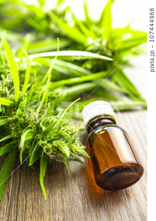 Marijuana buds. Cannabis plant and oil in glass bottle. Marijuana buds. Cannabis plant and oil in glass bottle. 107444966